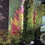 Ilex maximowicziana kanehirae 175-200 cm cont. 75L bossig