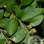 Ligustrum vulgare 60-80 cm wortelgoed struik