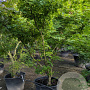 Acer palmatum 200-250 cm container meerstammig extra