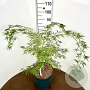 Acer pal. 'Dissectum' 50-60 cm 12L