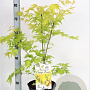 Acer pal. 'Orange Dream' 40-50 cm 5,0L