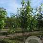 Acer rubrum 150-175 cm draadkluit meerstammig