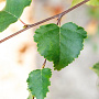 Betula pubescens 18-20 HO draadkluit