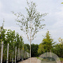 Betula utilis 'Doorenbos' 10-12 HO container 