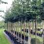 Carpinus betulus 10-12 HO container 