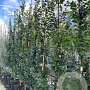 Carpinus bet. 'Lucas' 8-10 HO container geveerd