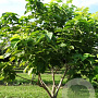 Catalpa bignonioides 'Aurea' 250-300 cm draadkluit meerstammig
