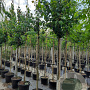Cercidiphyllum japonicum 8-10 HO container