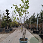 Cercis canadensis 250-300 cm container meerstammig
