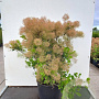 Cotinus cog. 'Young Lady' 50-60 cm 7,5L