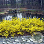 Forsythia 'Courtasol' 20-25 cm 3,0L