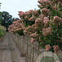 Hydrangea pan. 'Rensun' 8-10 HO draadkluit 180 cm stam LEIVORM