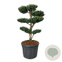 Juniperus chin. 'Monarch' 120-150 cm cont. 130L