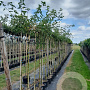 Laburnum wat. 'Vossii' 8-10 HO container 180 cm stam