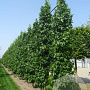 Liquidambar s. 'SlenderSilhouette' 6-8 HO draadkluit geveerd
