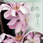 Magnolia loebneri 'Leonard Messel' 80-100 cm 12L