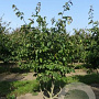 Parrotia persica 125-150 cm draadkluit meerstammig