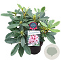 Rhododendron Belami 30-40 cm 5,0L struik