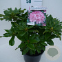 Rhododendron 'Cheer' 30-40 cm 5,0L struik