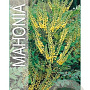 Mahonia media 'Winter Sun' 30-40 cm 3,0L