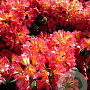 Rhododendron 'Golden Gate' 30-40 cm 5,0L struik