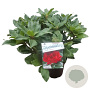 Rhododendron 'Lord Roberts' 30-40 cm 5,0L struik