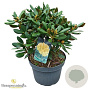 Rhododendron (Y) 'Millennium Gold' 50-60 cm 10L