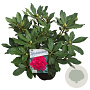 Rhododendron 'Nova Zembla' 30-40 cm 5,0L struik
