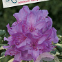 Rhododendron pont. 'Variegatum' 30-40 cm 5,0L struik