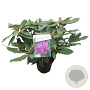 Rhododendron 'Roseum Elegans' 30-40 cm 5,0L struik