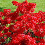 Rhododendron (AJ) 'Stewartstonian' 70-80 cm 40L