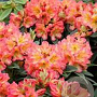 Rhododendron 'Sun Fire' 30-40 cm 5,0L struik