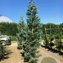Sequoiadendron giganteum 30-35 HO draadkluit