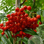 Sorbus 'Dodong' 8-10 HO container