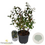 Vaccinium corymbosum 30-40 cm 3,0L