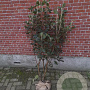 Viburnum lantana 100-125 cm met kluit struik