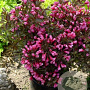 Weigela florida 'Alexandra' 25-30 cm 2,0L