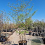 Cornus controversa 250-300 cm container meerstammig