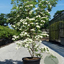 Cornus k. 'Weisse Fontaine' 175-200 cm container meerstammig