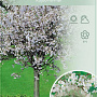 Prunus incisa 'Kojou-no-mai' 60 cm stam 5,0L
