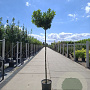 Prunus l. Etna 8-10 HO container 225 cm stam