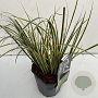 Acorus gramineus 'Argenteostriatus' 40-45 cm 2,0L vierkant