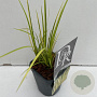 Acorus gramineus 'Ogon' 25-30 cm C1 vierkant