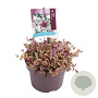 Ajuga reptans 'Burgundy Glow' GM C5