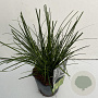 Carex brunnea 'Camara' 45-50 cm 2,0L vierkant