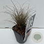 Carex comans 'Bronze Form' 25-30 cm C1 vierkant