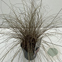 Carex comans 'Bronze Form' 35-40 cm 2,0L vierkant