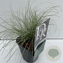 Carex comans 'Frosted Curls' 25-30 cm C1 vierkant