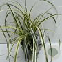 Carex Feather Falls 35-40 cm 2,0L vierkant