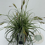 Carex Feather Falls 45-50 cm 5,0L vierkant